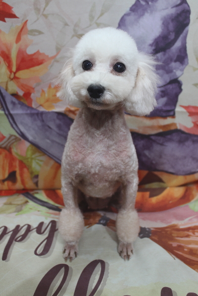 トイプードルブリーダーの成犬、トリミング画像