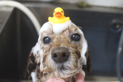 千葉県松戸市のトイプードルのシャンプー画像