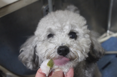 千葉県船橋市のトイプードルの歯磨き画像