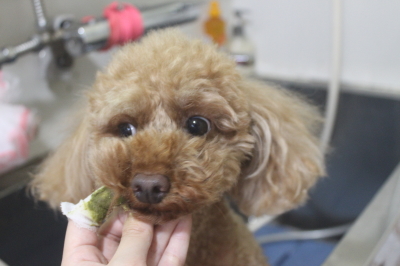 神奈川県横浜市のトイプードルの歯磨き画像