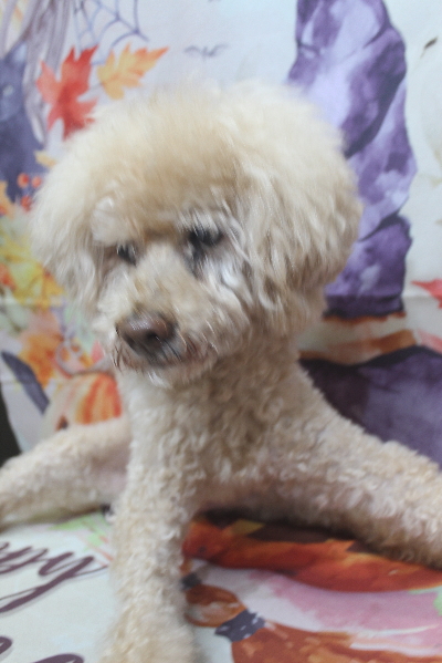 千葉県船橋市のトイプードルのトリミング前画像