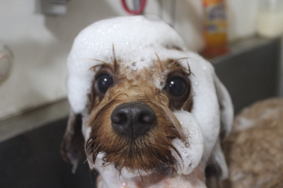 千葉県鎌ケ谷市のミックス犬のシャンプー画像