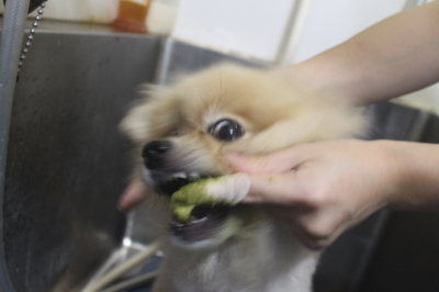 千葉県船橋市のポメラニアンの歯磨き画像