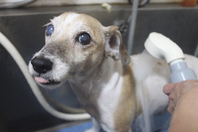 千葉県船橋市のジャックラッセルのオゾンシャワー画像