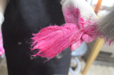 千葉県船橋市のシェルティのカラーリング画像