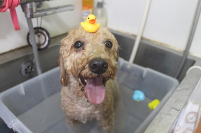 千葉県船橋市のトイプードルの炭酸泉画像