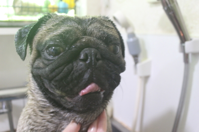 千葉県鎌ケ谷市のパグの泥パック画像