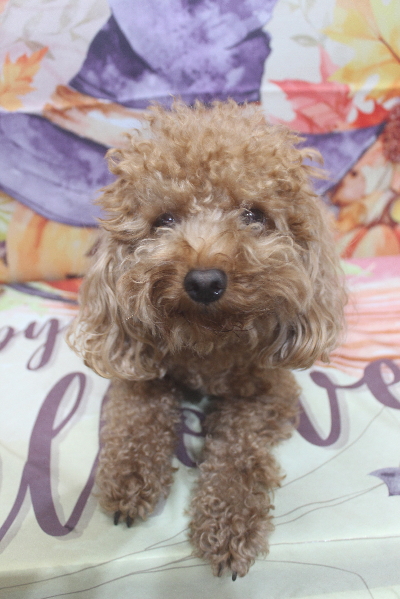 千葉県市川市のトイプードルのトリミング前画像