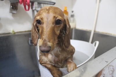 千葉県船橋市のミニチュアダックスの炭酸泉画像