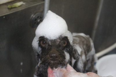 千葉県千葉市のトイプードルのシャンプー画像