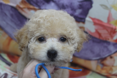 トイプードルブリーダーの子犬、トリミング画像