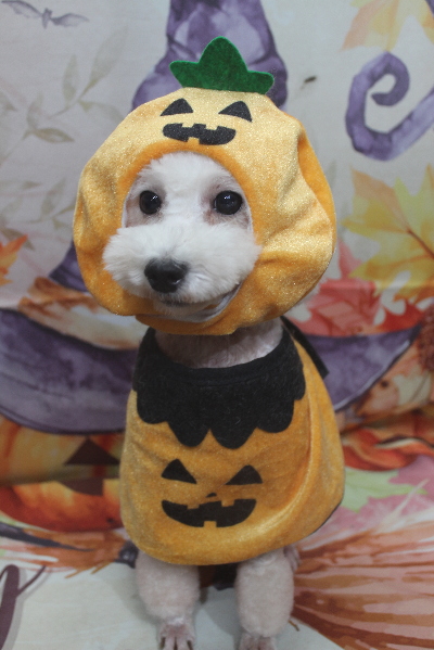 トイプードルブリーダーの成犬、トリミング画像