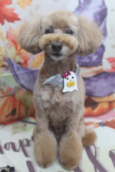 千葉県松戸市のトイプードルのトリミング画像