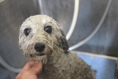 千葉県船橋市のトイプードルの泥パック画像
