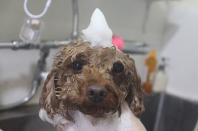 神奈川県横浜市のトイプードルのシャンプー画像