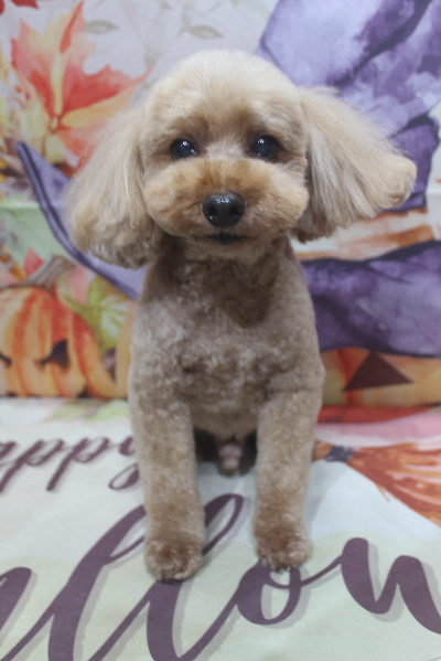 千葉県船橋市のトイプードルのトリミング画像