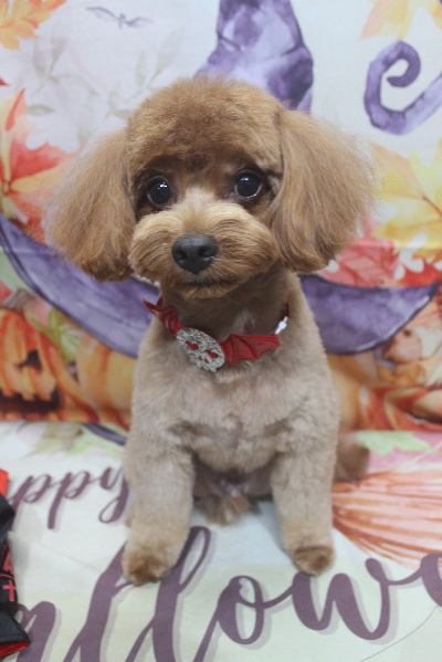 千葉県鎌ケ谷市のミックス犬のトリミング画像