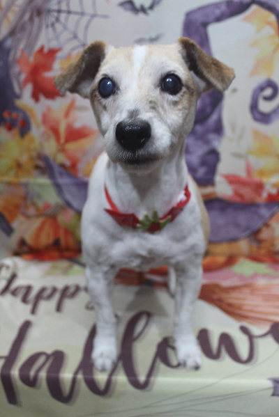 千葉県船橋市のジャックラッセルのトリミング画像