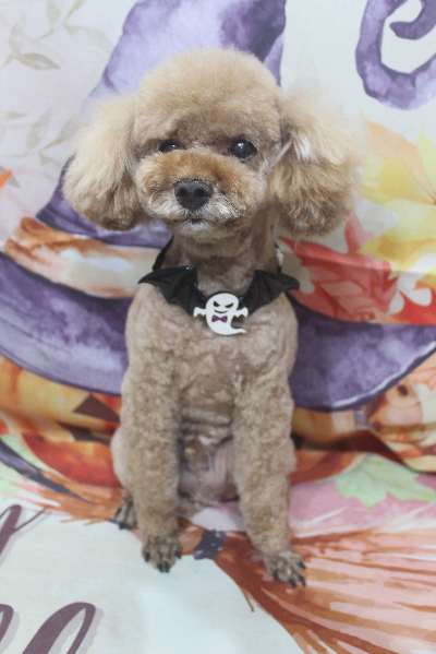 千葉県鎌ヶ谷市のトイプードルのトリミング画像