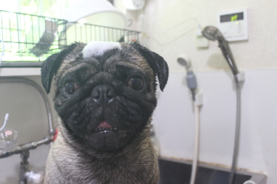 千葉県鎌ケ谷市のパグのシャンプー画像