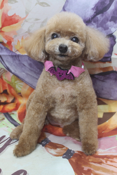 千葉県鎌ケ谷市のトイプードルのトリミング画像