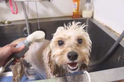 千葉県鎌ヶ谷市のミックス犬のオゾンシャワー画像