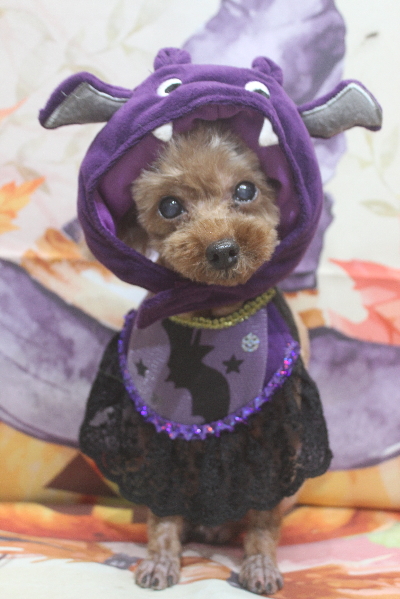 千葉県鎌ケ谷市のトイプードルのトリミング画像