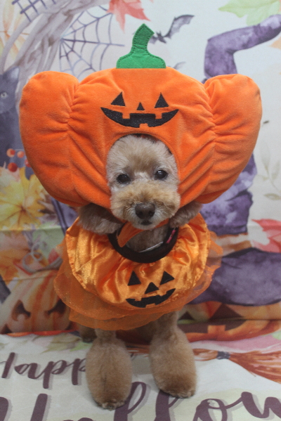 千葉県松戸市のトイプードルのトリミング画像