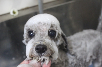 千葉県船橋市のトイプードルのシャンプー画像