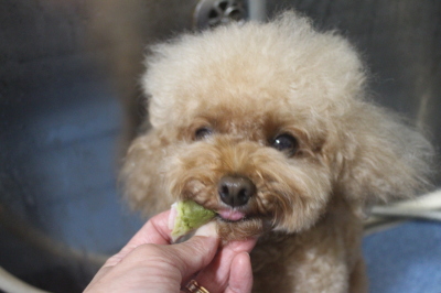 千葉県千葉市のトイプードルの歯磨き画像