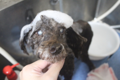 千葉県船橋市のトイプードルのシャンプー画像