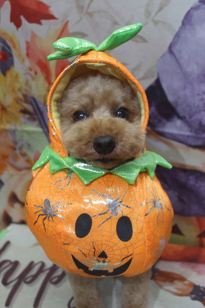 千葉県船橋市のトイプードルのトリミング画像