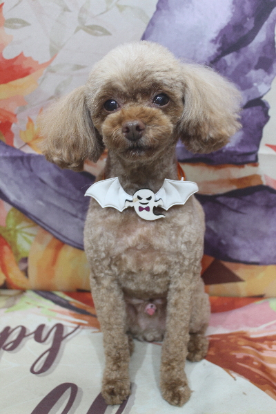 千葉県船橋市のトイプードルのトリミング画像