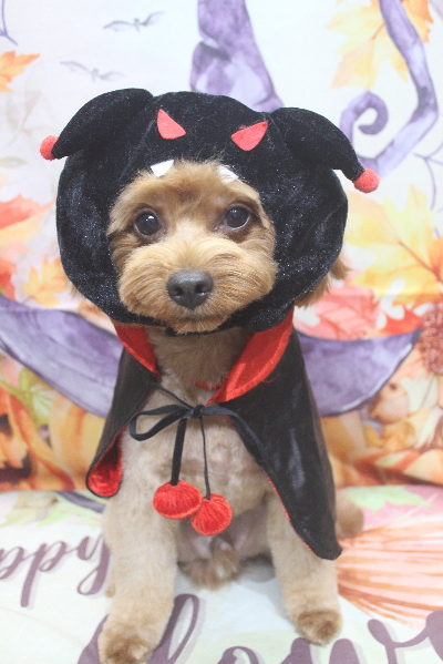 千葉県鎌ケ谷市のミックス犬のトリミング画像