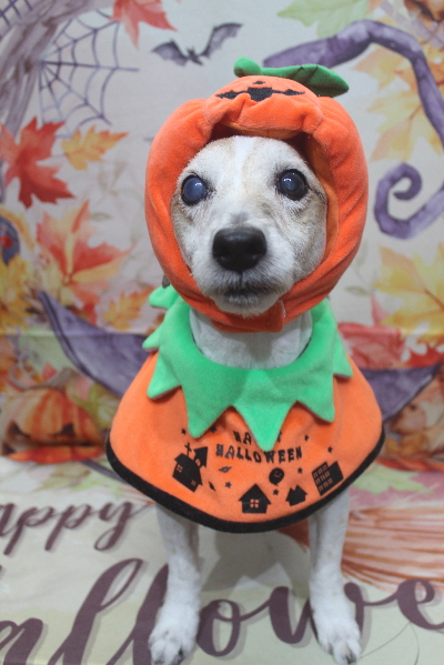 千葉県船橋市のジャックラッセルのトリミング画像