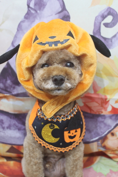 千葉県鎌ヶ谷市のトイプードルのトリミング画像