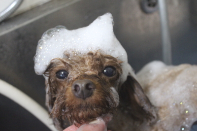 千葉県鎌ヶ谷のトイプードルのシャンプー画像