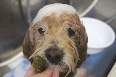 千葉県船橋市のミックス犬の歯磨き画像