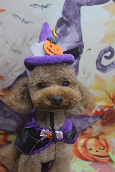 千葉県市川市のトイプードルのトリミング画像