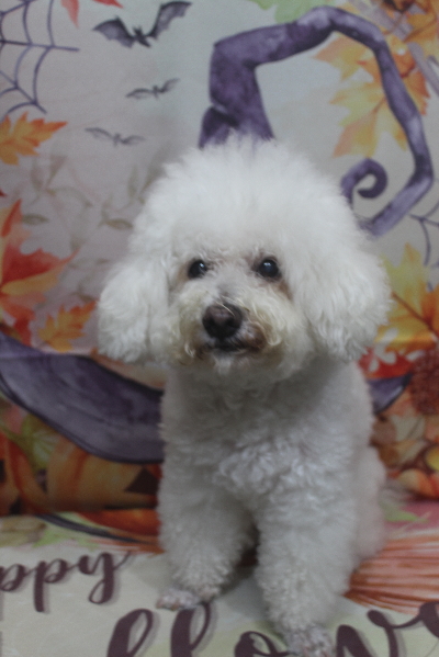 千葉県鎌ケ谷市のビションフリーゼのトリミング前画像