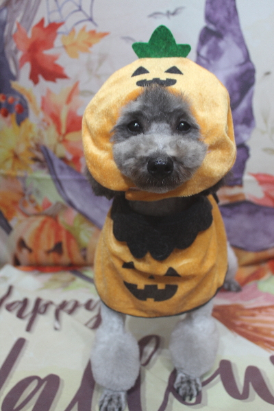 トイプードルブリーダーの成犬、トリミング画像