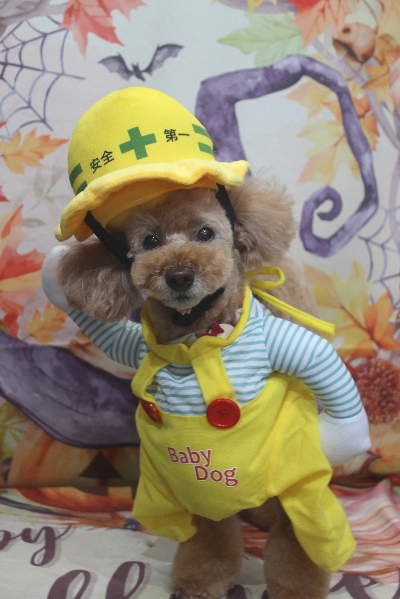 千葉県松戸市のトイプードルのトリミング画像