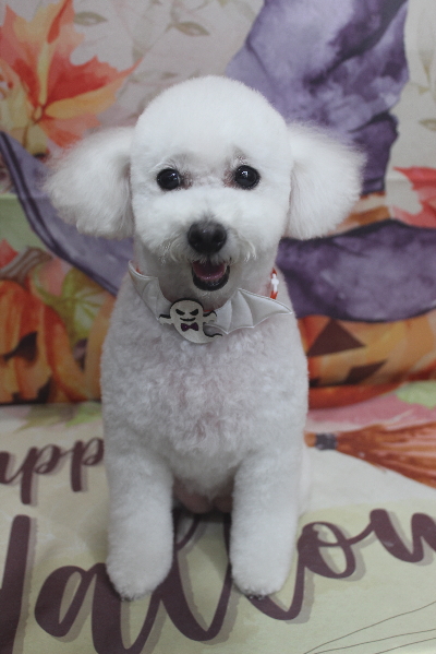 千葉県船橋市のトイプードルのトリミング画像