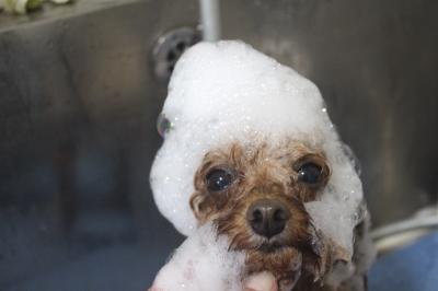 千葉県千葉市のトイプードルのシャンプー画像