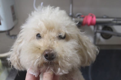 千葉県鎌ケ谷市のトイプードルの歯磨き画像
