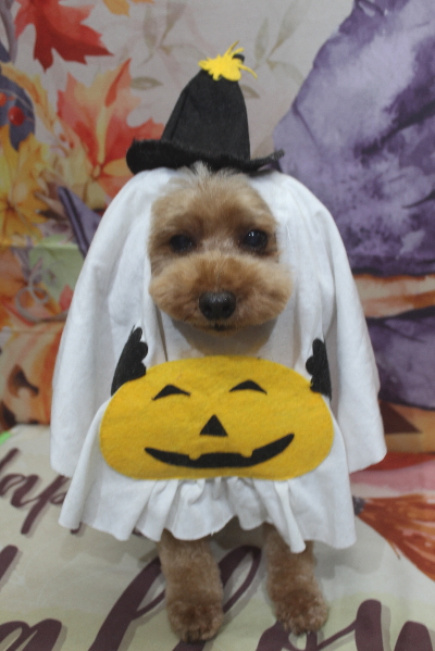 千葉県船橋市のトイプードルのトリミング画像