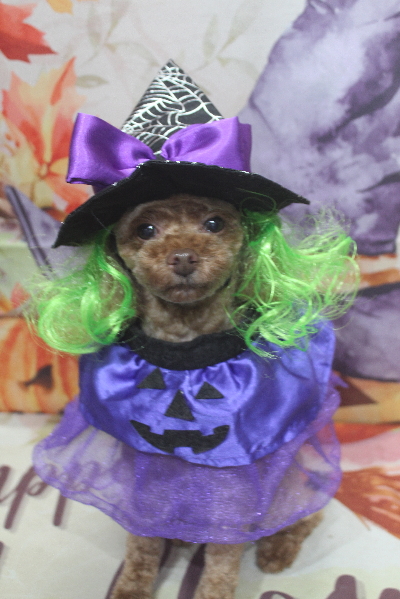 千葉県船橋市のトイプードルのトリミング画像