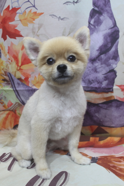 千葉県船橋市のポメラニアンのトリミング画像