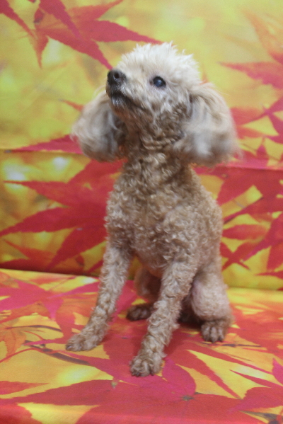 千葉県船橋市のトイプードルのトリミング前画像