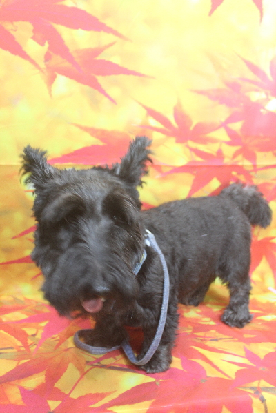 千葉県鎌ケ谷市スコティッシュテリアのトリミング前画像